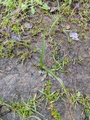 Dipterostemon capitatus