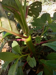 Phytolacca thyrsiflora