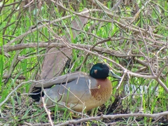 Anas crecca × platyrhynchos