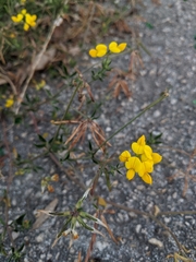 Lotus corniculatus