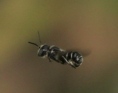 Heriades crenulata