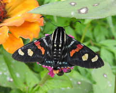 Mimoniades versicolor