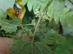 Urtica sykesii
