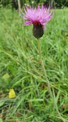Cirsium tuberosum