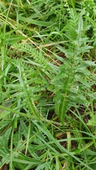 Cirsium tuberosum