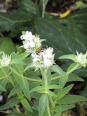 Halictinae