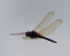 Tauriphila australis