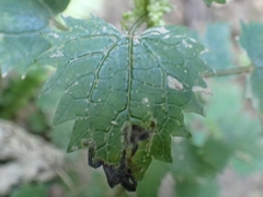 Urtica sykesii