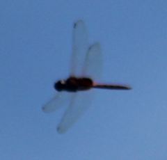 Tauriphila australis