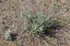 Tanacetum achilleifolium