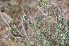Tanacetum achilleifolium