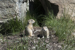 Urocitellus undulatus