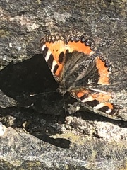Aglais urticae
