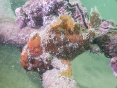 Abantennarius nummifer