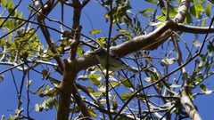 Vireo plumbeus
