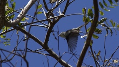 Vireo plumbeus