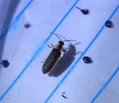 Photinus sabulosus