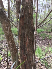 Sideroxylon lycioides