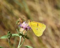Colias myrmidone
