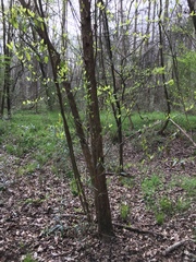 Sideroxylon lycioides