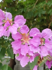 Lagerstroemia speciosa