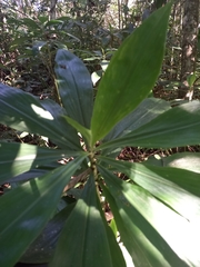 Dichorisandra paranaensis