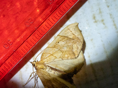 Eulithis gracilineata