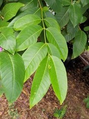 Lagerstroemia speciosa