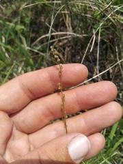 Triglochin palustris