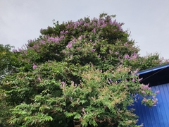 Lagerstroemia speciosa