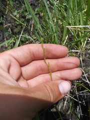 Triglochin palustris