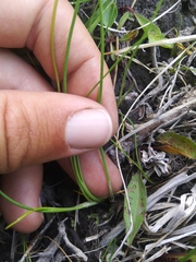 Triglochin palustris