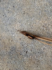 Pachygnatha autumnalis