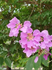 Lagerstroemia speciosa
