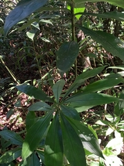 Dichorisandra paranaensis