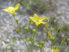 Linum ucranicum