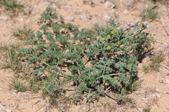 Prangos odontalgica