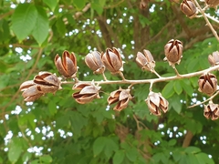 Lagerstroemia speciosa