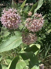 Asclepias speciosa