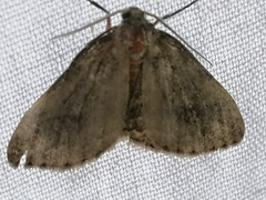 Hydriomena furcata
