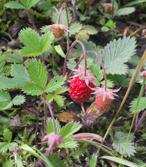 Fragaria nipponica