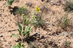 Ranunculus oxyspermus