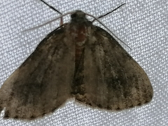 Hydriomena furcata
