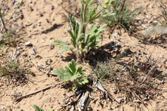 Ranunculus oxyspermus