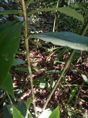 Dichorisandra paranaensis