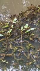 Potamogeton amplifolius
