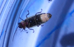 Photinus sabulosus