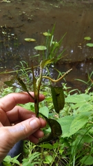 Potamogeton amplifolius