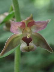 Epipactis atrorubens