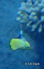 Forcipiger
